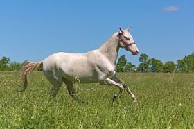 阿克哈马特克图片