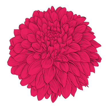 美麗的花大麗花孤立在白色的背景用于設(shè)計賀卡和婚禮生日請柬