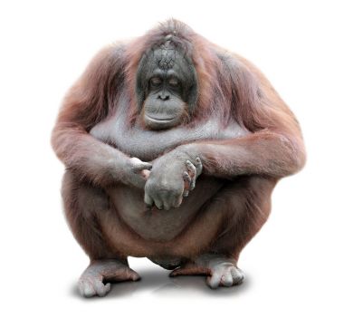 猩猩坐在白板背景 猩猩坐在白板背景