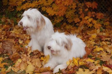 留著胡子的牧羊犬照片