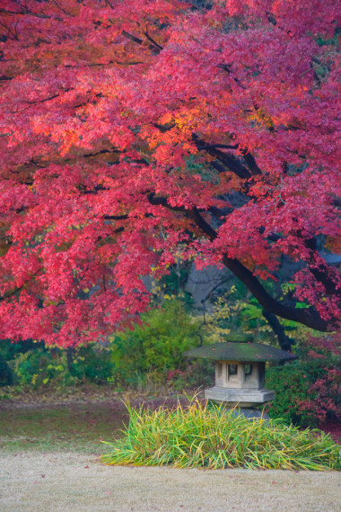 秋葉在 Rikugien 花園，駒込，東京