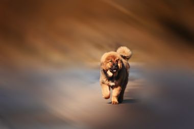 藏獒小狗图片