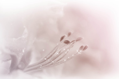 美麗的花叢圖片