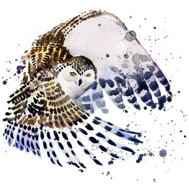 雪白的貓頭鷹 t 恤圖形，雪白的貓頭鷹插圖，飛濺水彩紋理背景