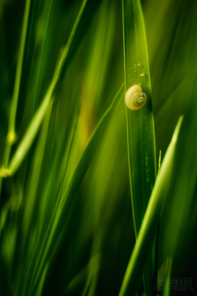 在綠色草地上的蝸牛