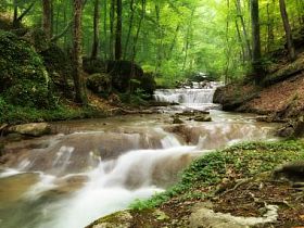 在森林里克里克