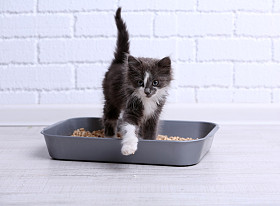 小灰色的小猫，在塑料垃圾猫