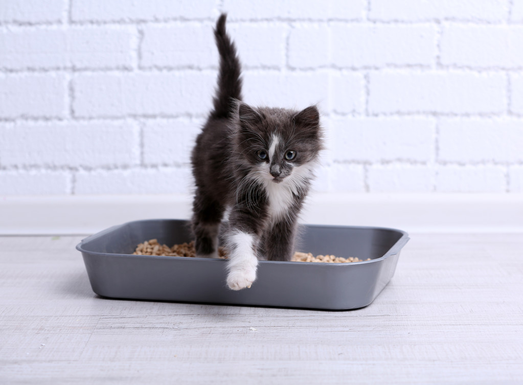 小灰色的小猫，在塑料垃圾猫