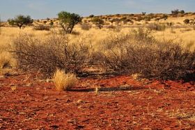 布什和黄色草，喀拉哈里沙漠图片