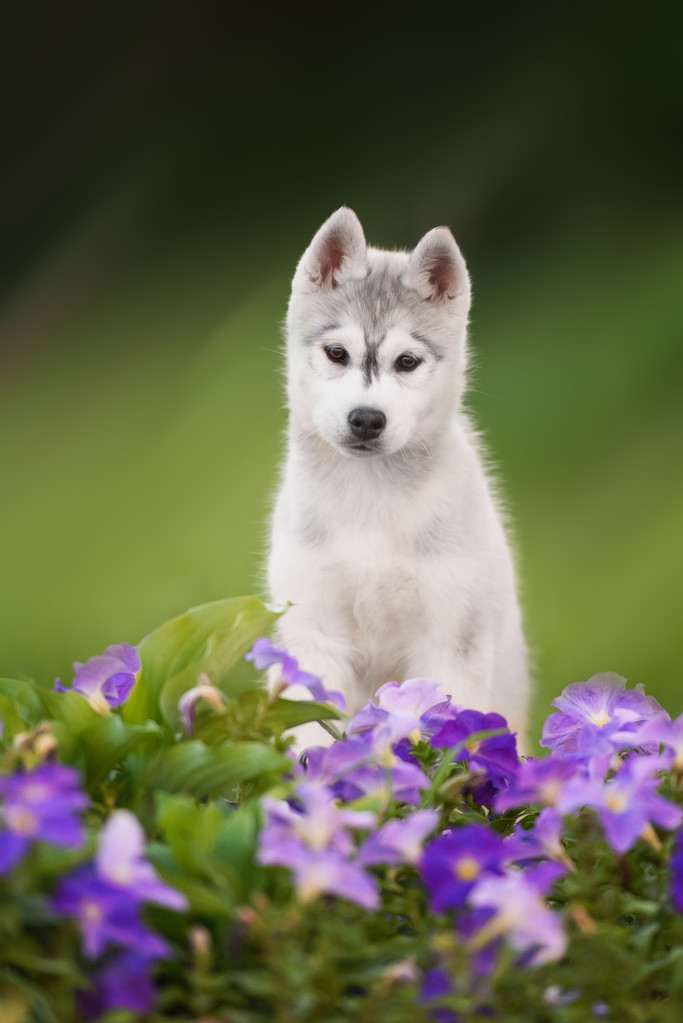 美丽灰色哈士奇走在花田图片