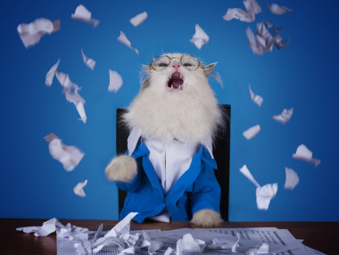 貓?jiān)谝惶孜餮b，坐在辦公室經(jīng)理