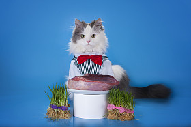 猫包围的礼物使一个愿望