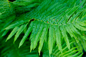 灌木蕨背景图片
