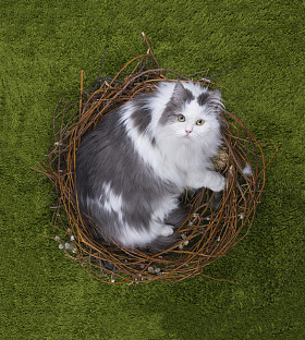 猫在绿色的草地上的鸟巢