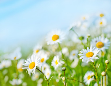 camomille 字段和藍(lán)藍(lán)的天空