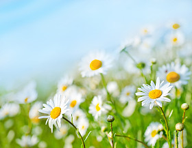 camomille 字段和蓝蓝的天空