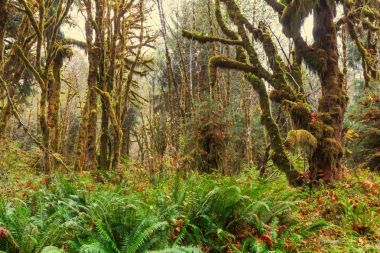 植被茂密的雨林