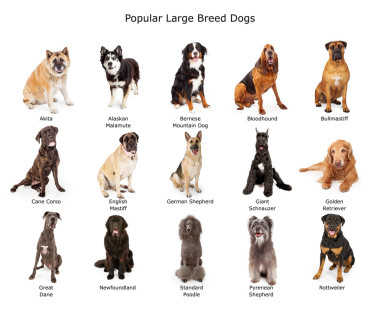 最受歡迎的大型犬的集合圖片