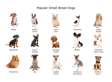 最受歡迎的小型犬的集合