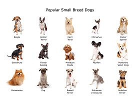 最受欢迎的小型犬的集合