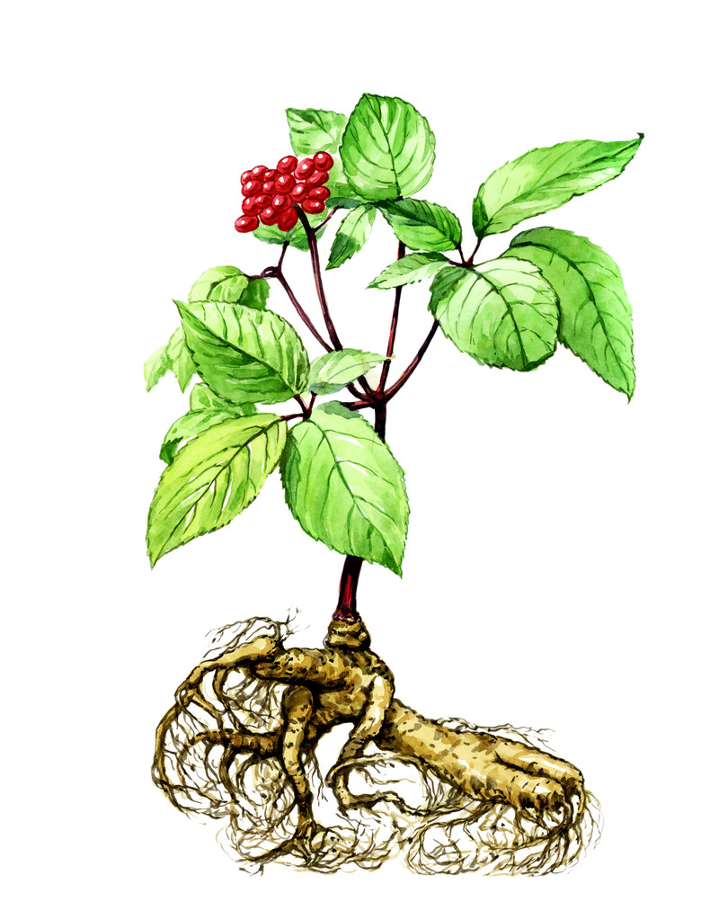 水果和树叶的人参。植物学图片