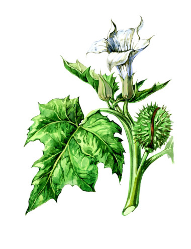 水果和樹葉的曼陀羅。植物學(xué)圖片
