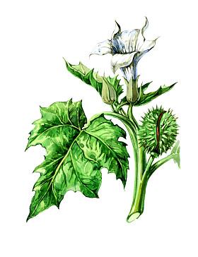 水果和树叶的曼陀罗。植物学图片