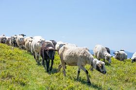 在乌克兰喀尔巴阡山坡上放牧绵羊