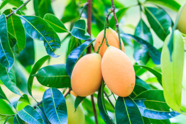 Mayongchid Maprang 瑪麗安李子