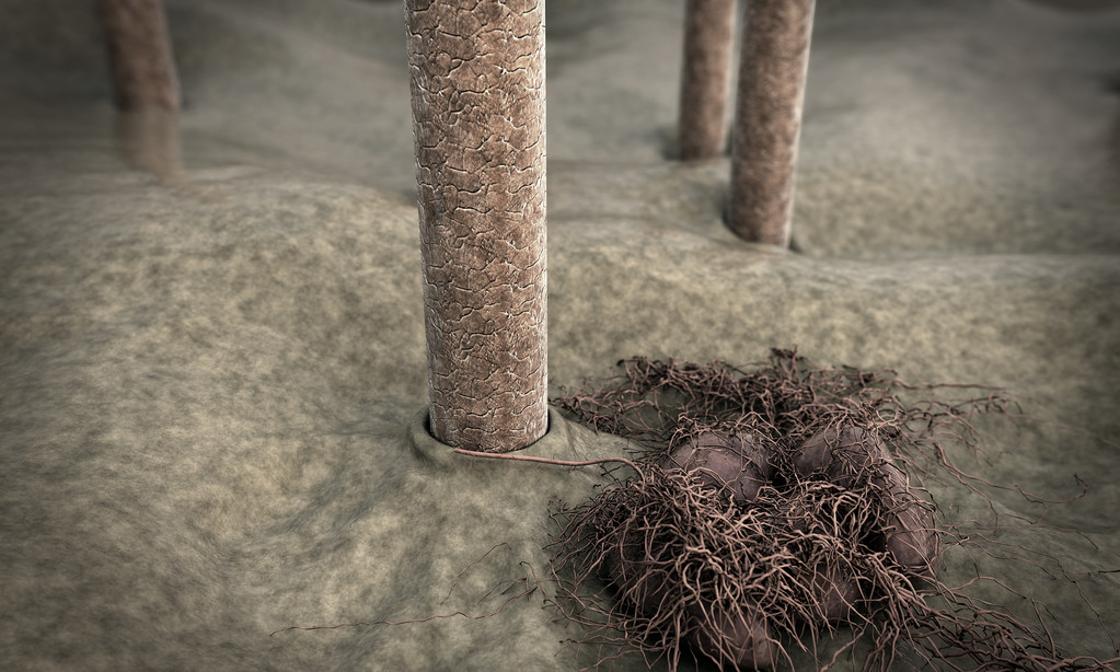 真菌头发 真菌头发