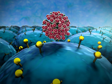 结肠病毒侵入肺细胞图片