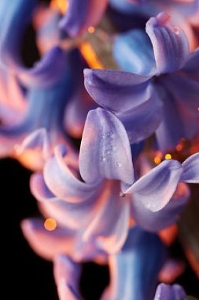 紫色风信子花图片