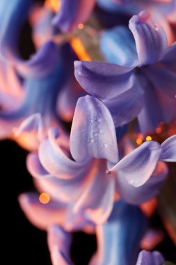 紫色风信子花图片