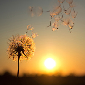 蒲公英在夕阳的背景下