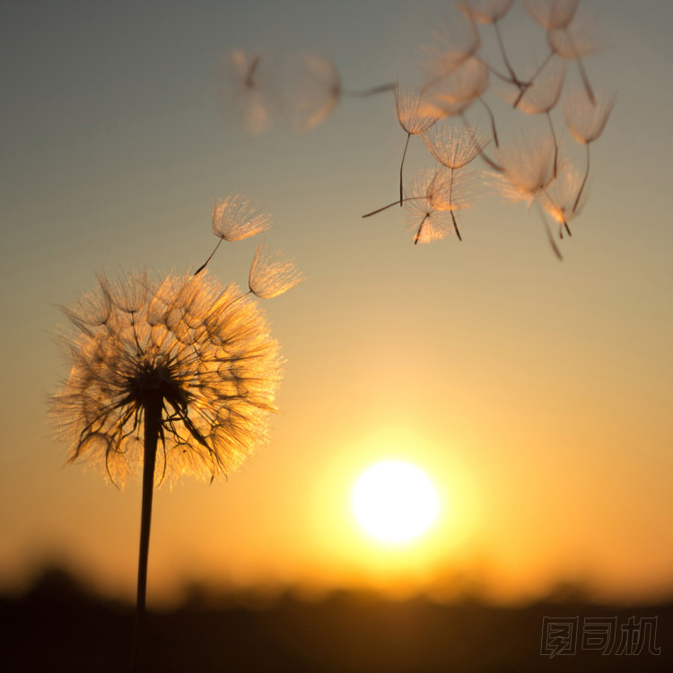 蒲公英在夕陽的背景下