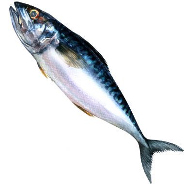 新鮮的馬鮫魚魚孤立、 水彩繪畫