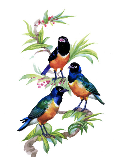 熱帶鳥在樹上照片