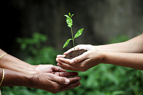 年轻的手给植物图片