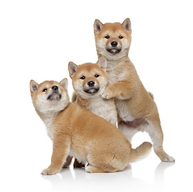 三个 shiba inu 小狗