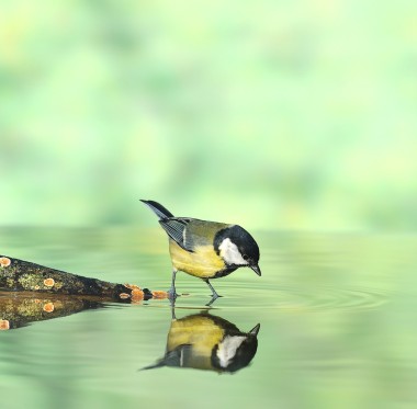鳥類狩獵.圖片
