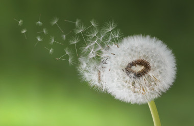 蒲公英的種子圖片