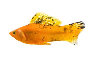 莫莉魚白色背景上孤立