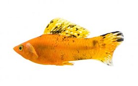 莫莉鱼白色背景上孤立