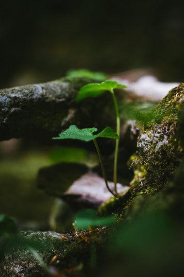 关于森林的详细信息