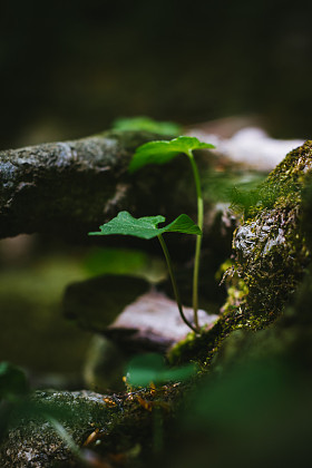 关于森林的详细信息