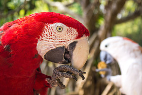 金刚鹦鹉。海南三