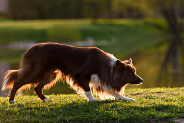 紅邊牧羊犬在草地上夏天