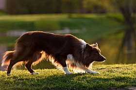 红边牧羊犬在草地上夏天