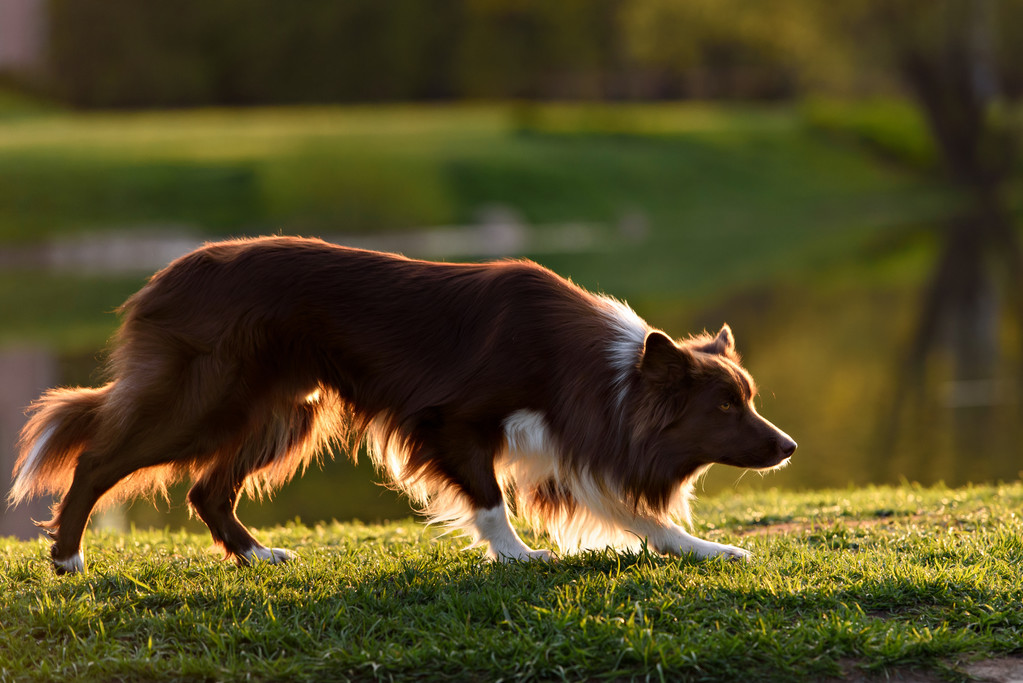 红边牧羊犬在草地上夏天