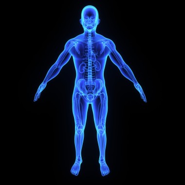 在黑色的骨架解剖图片